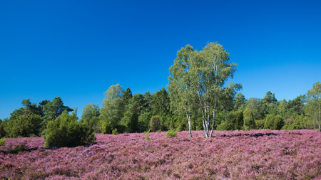 Pink heather landscape with a clear blue skyの写真素材