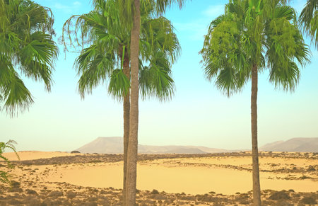 Desert with palms in the foregroundの写真素材