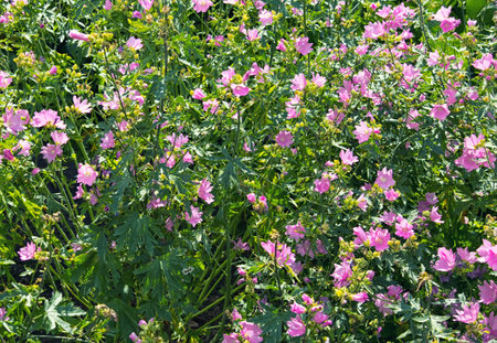 Pink Musk mallow or Malva moschata blooming in the summer gardenの写真素材