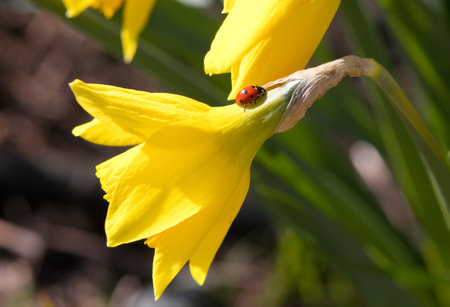 Yellow daffodil flower with a ladybugの写真素材
