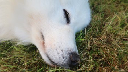 Sleeping Samoyed dog on the green lawnの写真素材