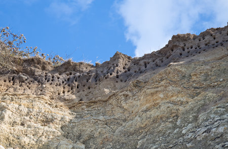 Burrows of birds in the cliffsの写真素材