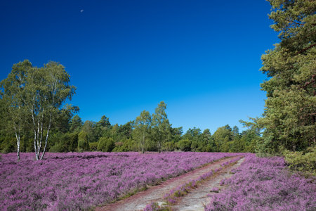 Pink heather landscape with a clear blue skyの写真素材