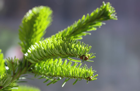 Nordmann fir or Abies nordmanniana branch, shallow depth of fieldの写真素材