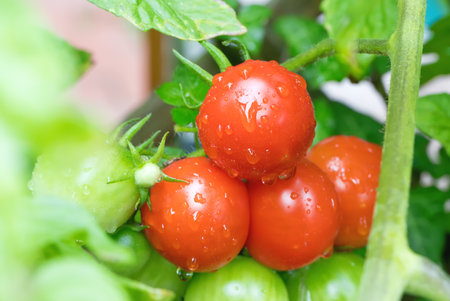 Ripe and unripe tomatoes on the vine after a rainの写真素材