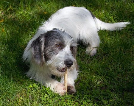 Small dog chews a bone on the green grassの写真素材