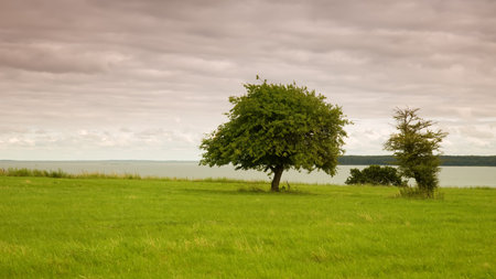 Tree on a lonely lake shore