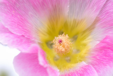Pink hollyhock flower blossom in the close up view, shallow depth of fieldの写真素材