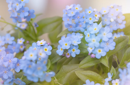 Close up of forget me not flowerの写真素材