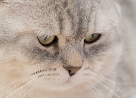 Close-up of a cute gray British Shorthair Catの写真素材