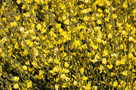 Yellow flowers Genista plant close-upの写真素材