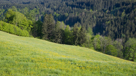 Landscape in the Alps in springtime with green grassの写真素材