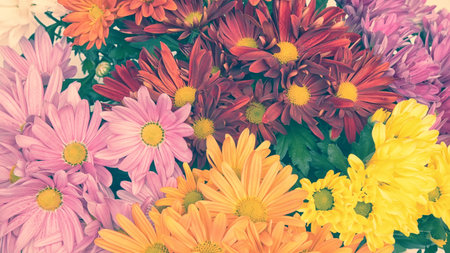 Collection of multicolored chrysanthemum flowers