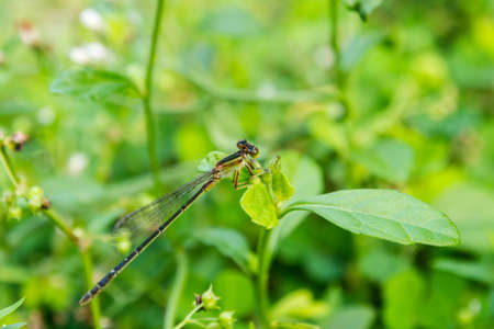 Dragonflyの写真素材