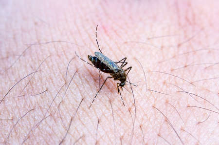 Anopheles mosquitoの写真素材