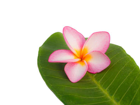 frangipani leaf and flower, isolated on whiteの写真素材