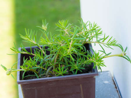 Portulaca grandifloraの写真素材