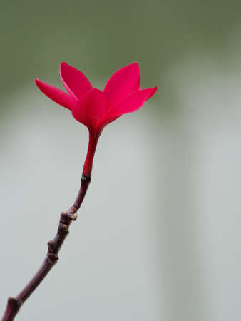 Red Frangipani flowerの写真素材