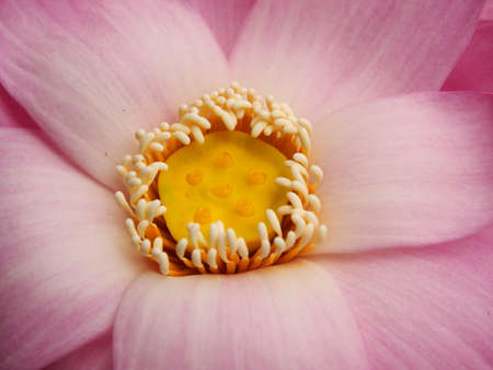 Pollen lotus の写真素材