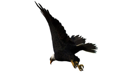 Bald Eagle (Haliaeetus leucocephalus) isolated on white background