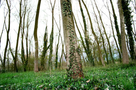 a wood