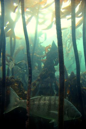 fish swimming trough sea plant