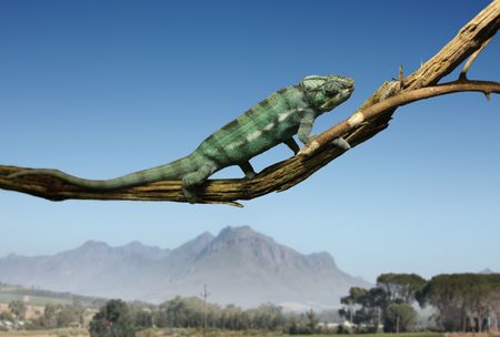 Chameleon standing on a branchの写真素材