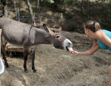 Girl feeding to donkeyの写真素材