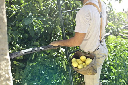 Man collecting some lemons form a plantの写真素材