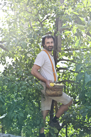 Man collecting some lemons form a plantの写真素材