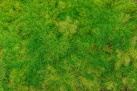 Green leafs background.