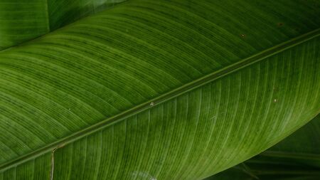 Green leaf detail background.の素材