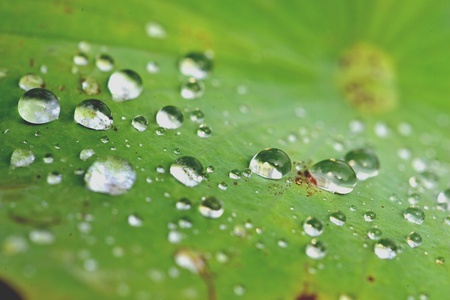 After raining on lotus leaf 3.の素材
