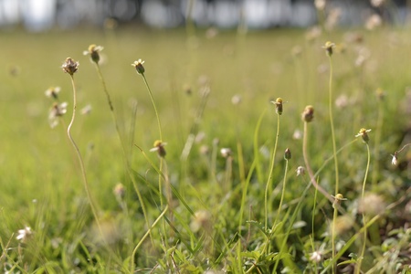 Grass flowers in spring season.
