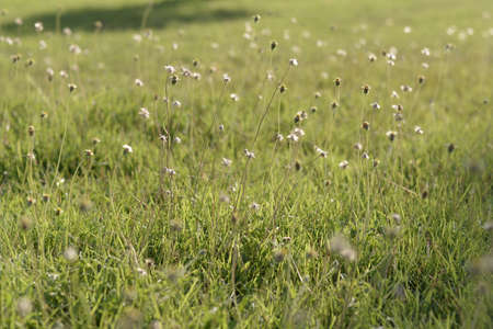 Grass flowers in spring season .