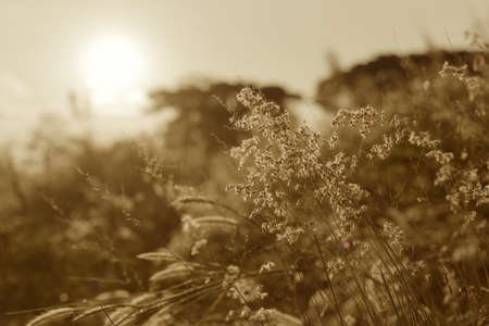 Grass field in morning sunlight 2の素材