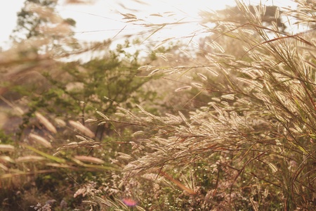 Grass field in morning sunlight 3の素材
