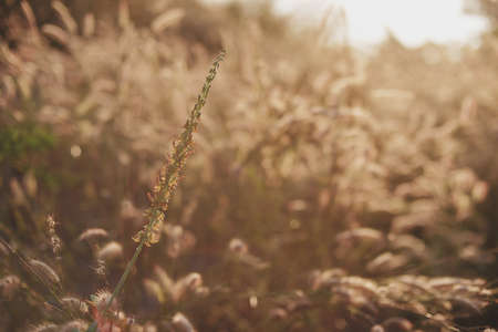 Grass field in morning sunlight 6
