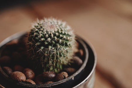 Cactus in pot on wood tableの素材