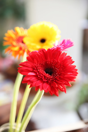 gerbera flower in  decoration background design ideaの写真素材