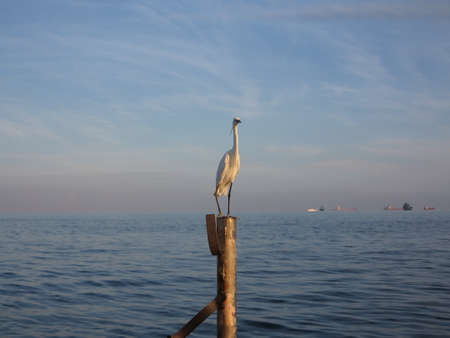 Bird beside the seaの写真素材