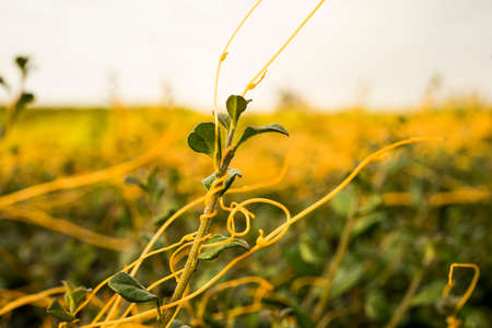 golden plantの写真素材