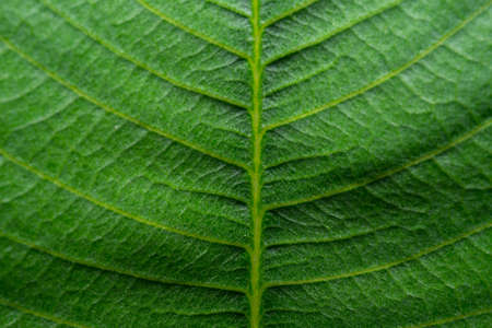 Clear veins use macro photographyの写真素材