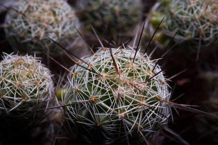 Cactus macro