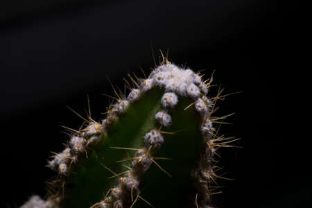 Cactus macroの写真素材