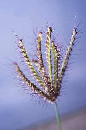 Macro plant
