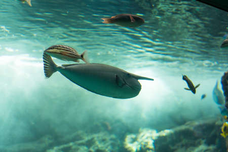 The fish of the seaの写真素材