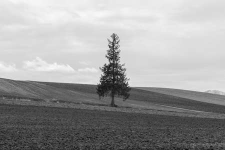 The Christmas tree