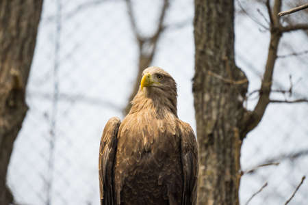 Eagle in the zoo
