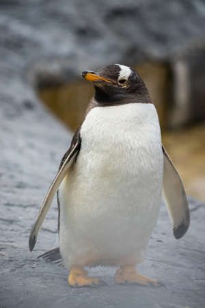 Cute penguin in Japan zooの写真素材